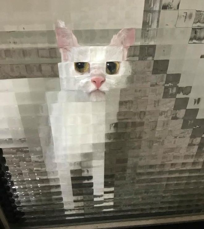 Low Resolution Pets Behind Pixel Glass Doors